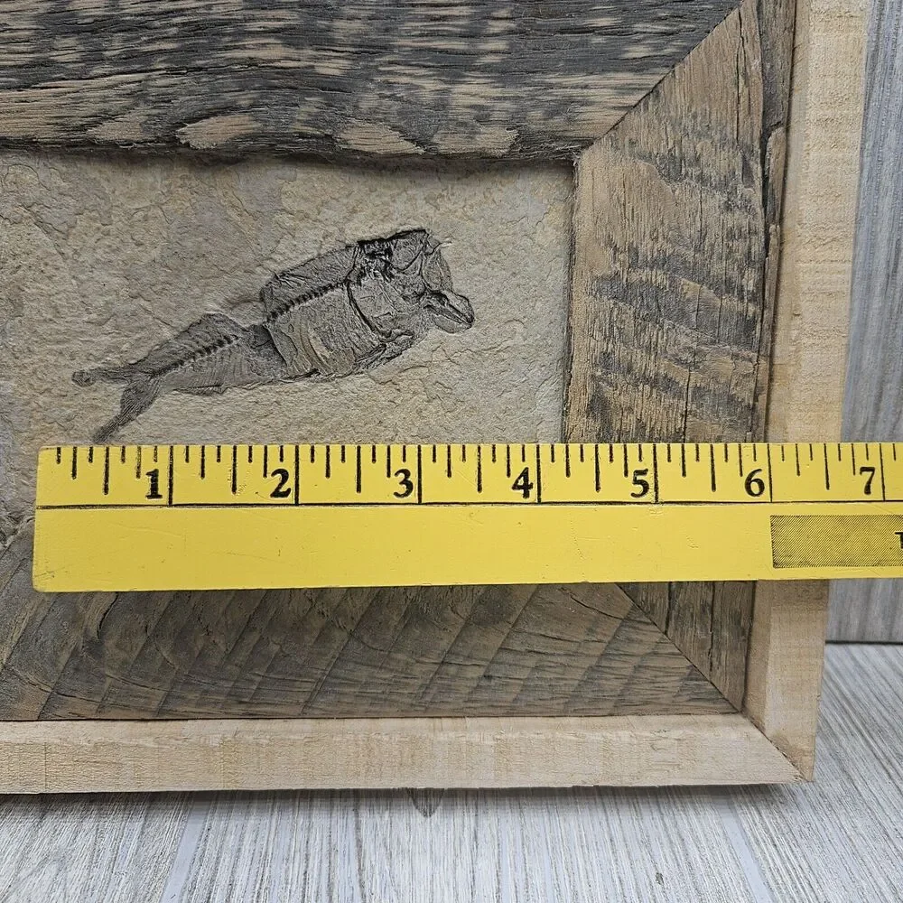 Knightia Fossil Fish Fossil In‎ Hand Made Reclaimed Wooden Frame 10